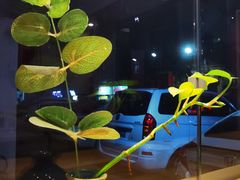 -一杯潮茶·专注潮汕茶饮(十二中创始店)