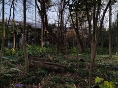 -上海共青森林公园