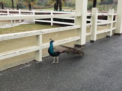 -南京汤山紫清湖生态旅游温泉度假区