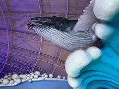 -烟台海昌鲸鲨海洋公园