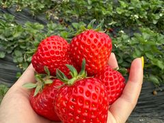 -田趣农庄草莓采摘园