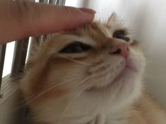 -东方名猫馆·英短金渐层布偶猫舍(环线广场1号楼店)