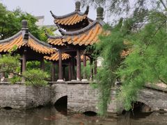 -绿园春早茶