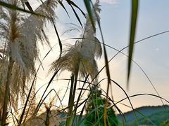 -杭州植物园