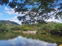 -深圳仙湖植物园