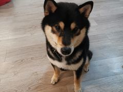 -柴迷FANS CLUB·柴犬狗咖·猫咖