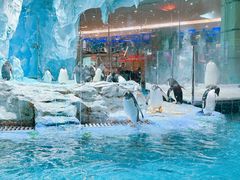 -帝企鹅自助餐厅•儿童岛•真企鹅(长隆企鹅酒店)