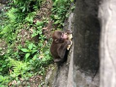 -峨眉山风景名胜区