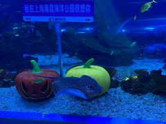-上海海昌海洋公园
