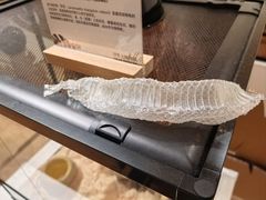 -上海大自然野生昆虫馆(东方明珠·爬宠昆虫探索中心)