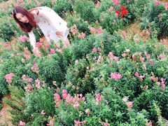 -松山湖梦幻百花洲
