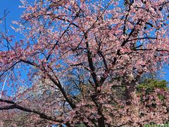 -上野公园花园稻荷神社(忍岡稲荷神社)