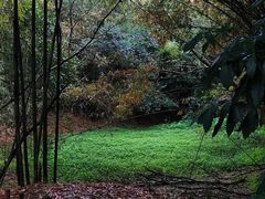 景点-成都大熊猫繁育研究基地