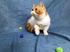 -瑞鹏宠物医院·骨科·猫科·内科(第一中心)