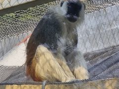 -合肥野生动物园