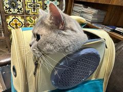 -宠颐生斯嘉宠物医院·急重症·心内科(谷阳北路分院)