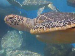 -海合安武汉极地海洋公园