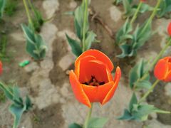 -咸阳湖景区-统一广场