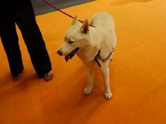 全白哈士奇-东浩兰生上海世博展览馆