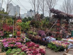 -三圣花乡旅游区