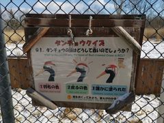 -钏路市丹顶鹤自然公园