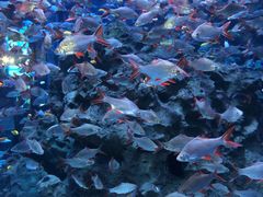 -成都浩海立方海洋公园