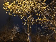 -Apple零售店(济南恒隆广场店)