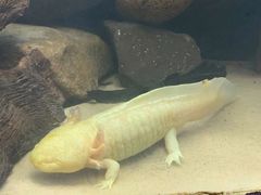 -悉尼海洋生物水族馆