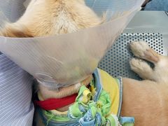 -北京赛佳动物医院