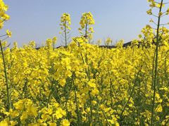 -田园东方蜜桃村的田野营地