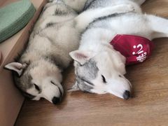 -Husky Go! 哈士奇体验馆·宠物咖啡厅狗咖