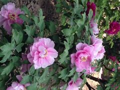 iphone_upload_pic-景山公园