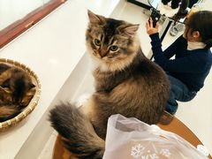 -共舞时光猫咖·狗咖(新街口店)