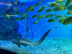 -泉城欧乐堡海洋极地世界