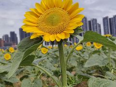 -光明小镇欢乐田园