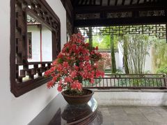 -上海醉白池公园