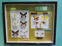 -上海昆虫博物馆