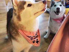 -Husky Go! 哈士奇体验馆·宠物咖啡厅狗咖