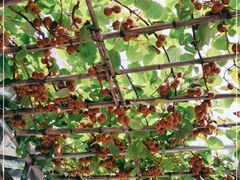 -马武寨驴打滚宴美食村289号(十三陵)