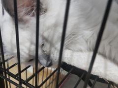 -屋虎猫馆(宝安大仟里店)