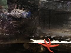 -悉尼海洋生物水族馆