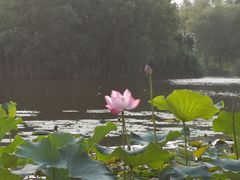 -新江湾城公园