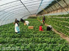-大自然农场蔬菜草莓采摘园