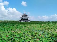 -呼兰河口湿地公园