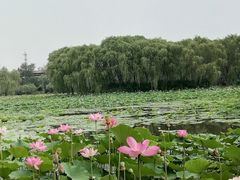 -东郊湿地公园