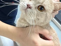 -伟伟宠物医院·CT影像中心·瑞派犬猫综合性门诊(汉口总院)