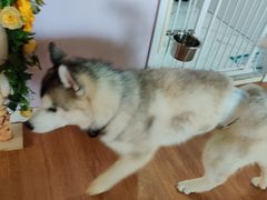 -Husky Go! 哈士奇体验馆·宠物咖啡厅狗咖