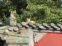-塔尔寺菩提树