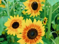 -花开海上生态园