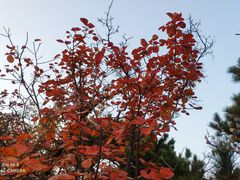 -北京西山国家森林公园